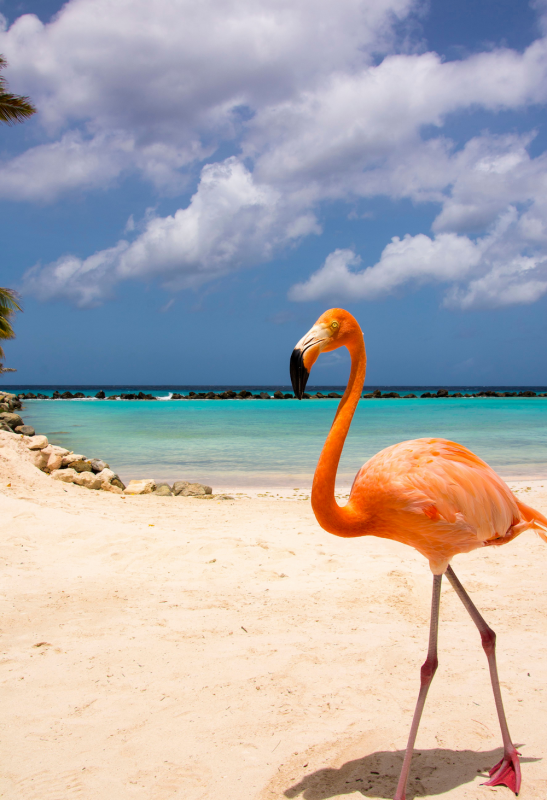 Aruba, “One happy island”